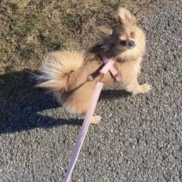 Candy Pink Collar & Leash Set